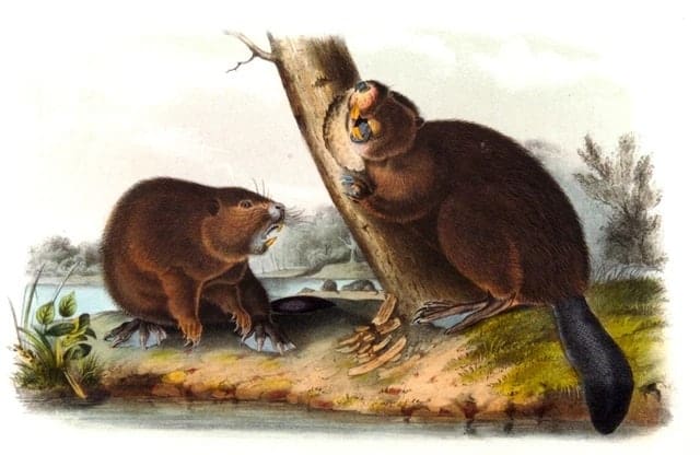 Fur Fortune and Empire: The Epic History of the Fur Trade in America
