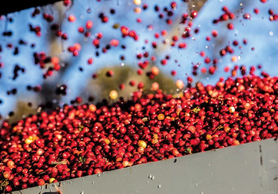 Cranberry_Harvesting-003 Cranberry_Harvesting-003